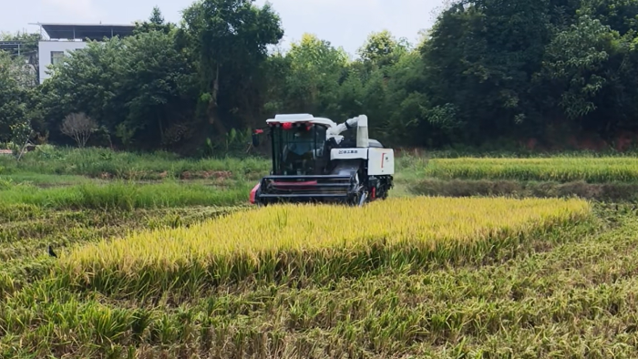 XR720跨区水稻机，高效作业促丰收
